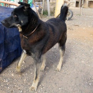 cajun c2 3198-468-5